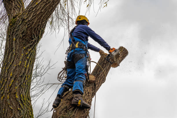 Why Choose Our Tree Removal Services in San Antonio, FL?