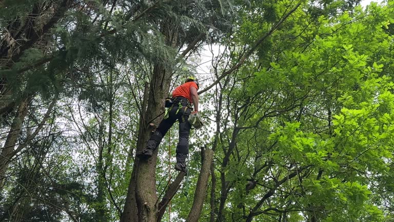 Trusted San Antonio, FL  Tree Services Experts